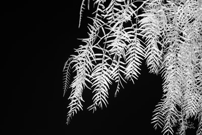 Green plants grayscale images
